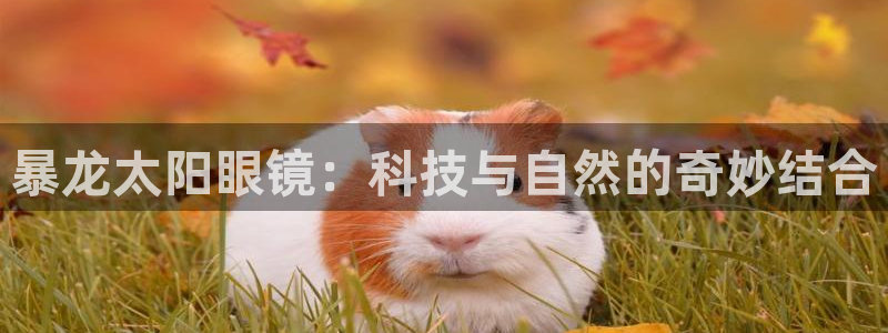 新宝5是谁的